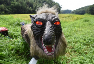 日本“怪兽狼”机器人守护庄稼 能发40种吼叫声