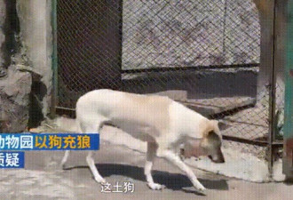 用狗来冒充狼？动物园解释：它们俩一见钟情