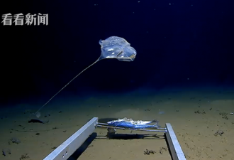 科学家在印度洋发现了怪物 形似伞兵还发蓝光