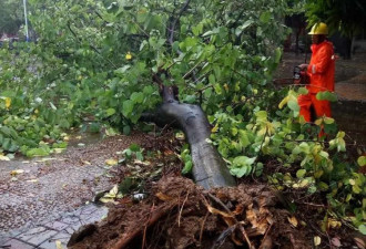 台风“帕卡”登陆广东现场:大树被连根拔起