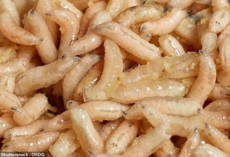 科学家利用蛆虫、蝗虫开发特色食品 你吃不吃！
