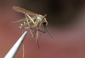 蚊子传播的西尼罗病毒会很快肆虐安省
