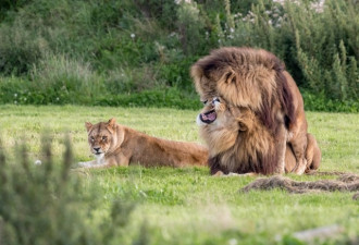 英国动物园两头雄狮同性交配 母狮一旁看热闹