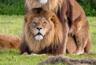 英国动物园两头雄狮同性交配 母狮一旁看热闹
