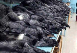 一华人偷带1200张貂皮回国 被海关查扣