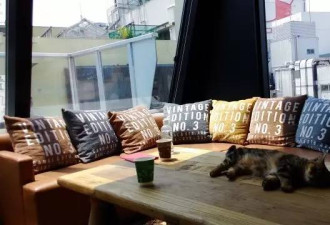 4家东京有名的猫咪咖啡馆，被誉为猫奴的天堂