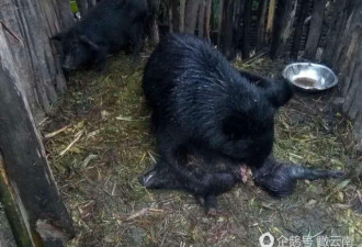 一黑熊闯入猪圈吃了2头家猪 吃饱后不愿离开