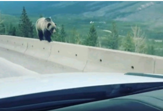 阿尔伯塔：一灰熊闯入高速公路 玩起“走钢索”