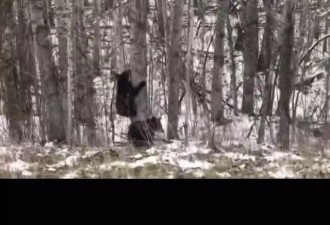 网友在自家前院围观两只黑熊打架 乐坏了