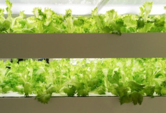 机器人种植的绿叶蔬菜将在美国开卖