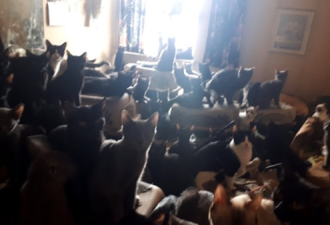 窒息操作：多伦多一公寓内养300多只猫