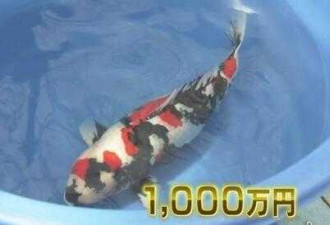 日本锦鲤在亚洲富豪圈走红 一条叫价60万元
