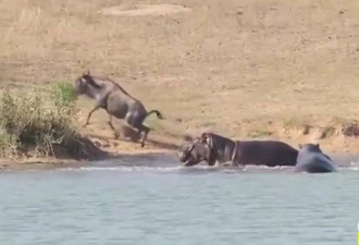 牛羚被鳄鱼拖到水里险丧命 来救它的竟是.....