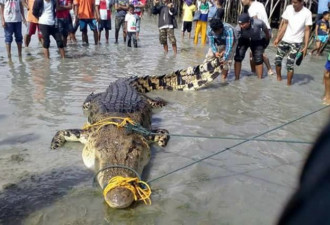 5米长巨鳄闯入居民区觅食 渔民合力围捕