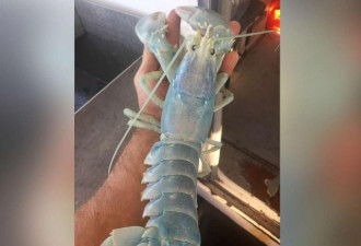 美渔民捕获罕见龙虾 通体呈半透明蓝白色
