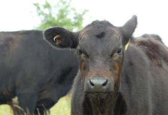 马尼托巴用牛群对付泛滥的绿芽草