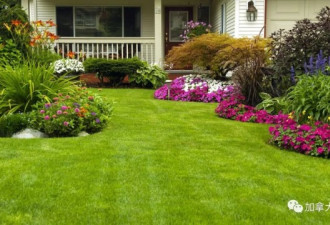 为啥你家草坪没有邻居的漂亮？差这几步