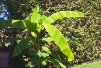 地球变暖：香蕉树在温哥华开花结果！