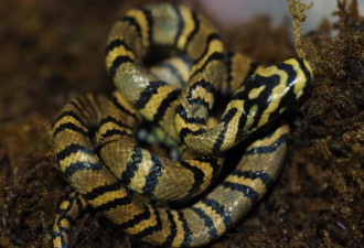 中国科学家首次成功繁育全球最美的蛇