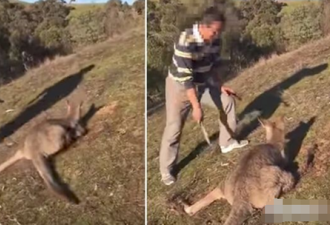 沈阳男子在澳19刀虐杀袋鼠 引发众怒