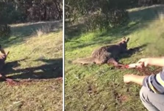 沈阳男子在澳19刀虐杀袋鼠 引发众怒