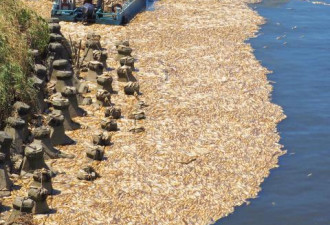 台北持续高温创百年纪录 死鱼漂在河面