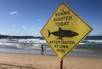接连发生三起鲨鱼目击事件，悉尼著名海滩关闭