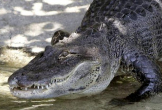 游客注意：泰国普吉岛发现鳄鱼 还未捕获