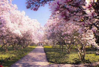 五月不止樱花 多伦多附近的玉兰花巷也值得你去