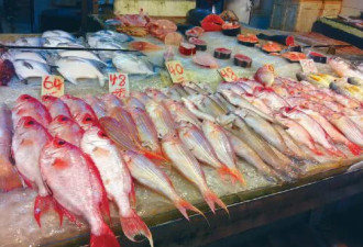 香港人以后杀鱼都要“安乐死”了，否则犯法…