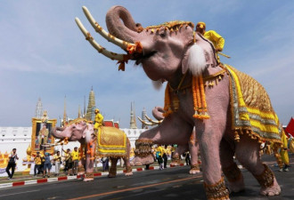 泰国祥瑞五灵之一白象，匍匐跪地庆祝泰王加冕