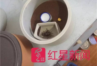 河南:有人抓蛐蛐月赚6万 有人输掉上海2套房