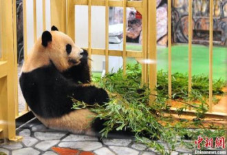 日本动物园为大熊猫庆生 母子嬉戏场面温馨