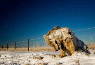 动物意外被封在冰里，最后一个让人咂舌