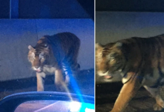美国公司运输猛兽到终点发现老虎半路逃脱
