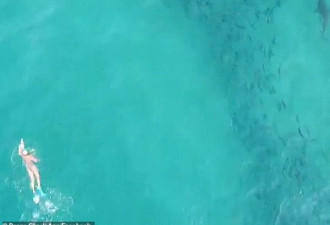 鲨鱼在海滩附近&quot;跟踪&quot;冲浪者 无人机拍惊险一刻