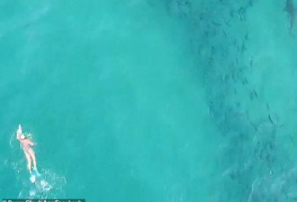 鲨鱼在海滩附近"跟踪"冲浪者 无人机拍惊险一刻
