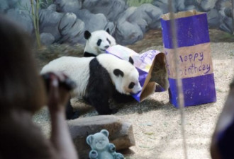 贸战战的阴影下，中国从美国收回两只大熊猫