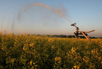 加拿大在WTO要求中国提供油菜籽被污染证据