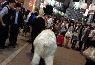 东京街头一女子遛北极熊 瞬间引爆眼球