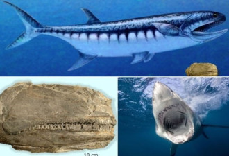 美国发现2.5亿年前海怪化石 外貌酷似大白鲨