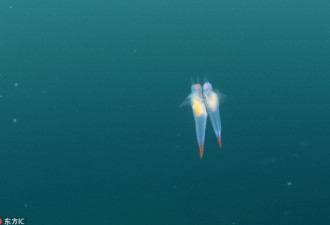 冰海精灵深海交配:“海天使”浮动梦幻姿态优雅