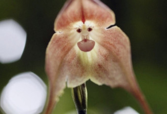 日本植物园“猴脸兰花”盛开似美猴王