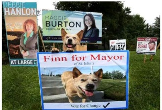 这只要给人们减税的狗 能当选加拿大的市长吗？