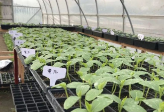 本周末两大活动：免费花菜苗，免费钓鱼