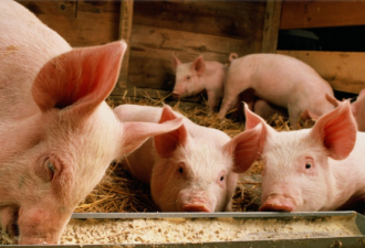 加拿大增加进口美国猪肉 将本国猪肉运往中国