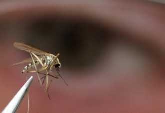 这个蚊子虽小要你的命！安省有两人染病身亡