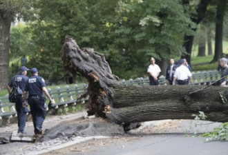 中央公园树倒砸成重伤 纽约女子索赔2亿
