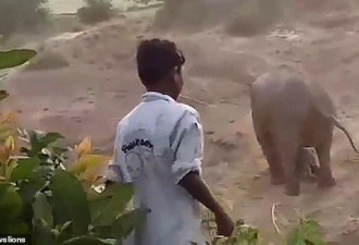 印度村民用石头砸生病小象惹怒母象 一男遭踩死