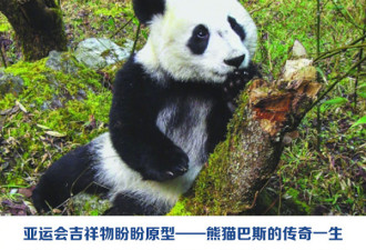 “盼盼”原型传奇大熊猫巴斯去世 终年37岁